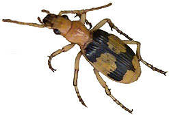 Bombardier_beetle