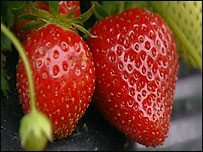 Strawberry