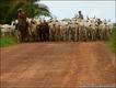 Pecuária na Amazônia (Foto: Walking the Amazon.com)