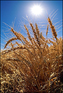 گندم کی فصل: فائل فوٹو