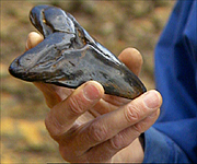 One of the Megalodon's many sharp teeth