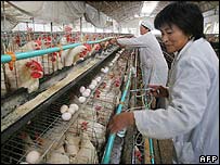 Tiêm phòng cúm gia cầm ở Trung Quốc