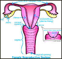  قاعده در زنان