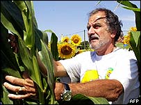 Agricultor francês colhe milho transgênico