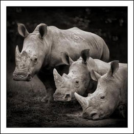 Foto: Nick Brandt. Cortesia A. Galerie