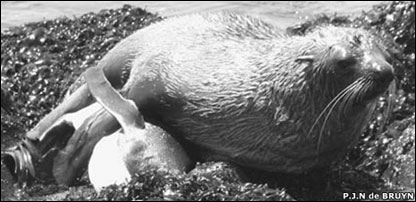 Foca assedia pingüim em foto publicada no 'Journal of Ethology'