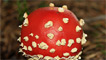 A Fly Agaric fungi by brackenB