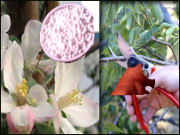 شاخه بری و کود دادن درخت