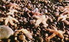 Starfish on pebbles