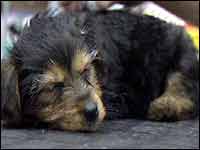 Puppy asleep on a table