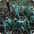 Uprooting winter vegetables - leek musselburgh
