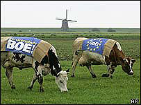 Hollanda'da otlayan inekler