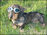 Cão Dachshund usa óculos especiais para 'cegueira diurna' (Cortesia: Frode Lingaas, da Escola Norueguesa de Ciências Veterinárias)