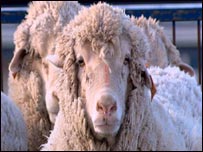 گوسفند ترکی