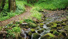 A stream near the stile leading out of the reserve