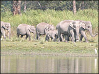 एशियाई हाथी