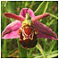 Coast index (Image: Bee Orchid c/o Natural England and Peter Wakely)