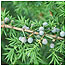 Juniper berries c/o Peter Wakely and Natural England