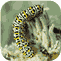 Caterpillars