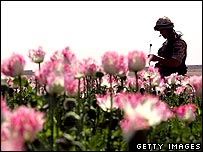 Quân lính trên cánh đồng hoa poppy ở Helmand