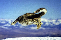 Snow Leopard Jumping (courtesy of Snow Leopard Trust)