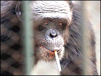 سگریٹ نوش بن مانس 