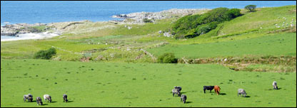 苏格兰滨海牧场