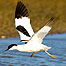 Activities (Image: Avocet)
