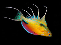 मछली जल की रानी होती है