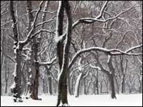 Trees in winter