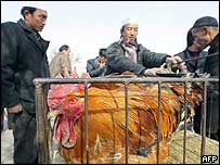 चीन में बर्ड फ्लू