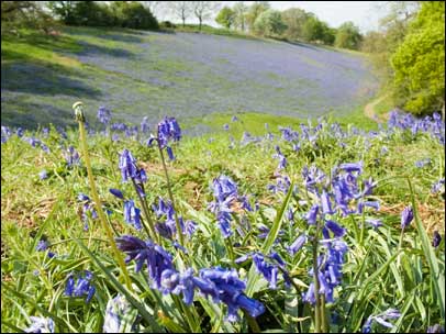 Bluebells in West Malvern by Bob Bilsland