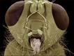 Imagem microscópica de uma mosca da espécie 'Scathophaga stercoraria' (Foto: Steve Gschmeissner / Science Photo Library)