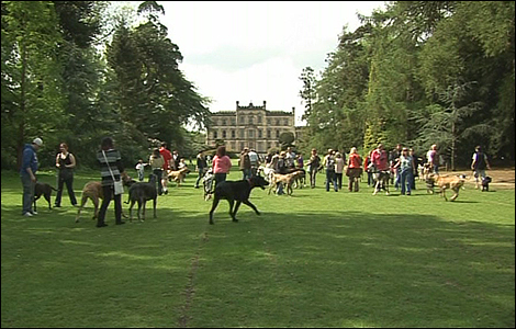 Great Dane Walk at Elvaston Castle