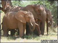 Elefantes na África (foto: Lucy King)