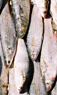 Photo of a fisherman's catch