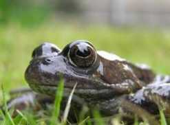 A common frog. © froglife.org