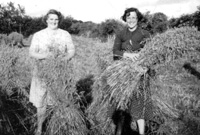 Llun o Hettie a Fanw, Caer y-glyn, yn y cae llafur yn casglu sgubau yn y cae