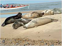 Seals at Blakeney c/o Beans Boat Trips