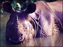 ایشائی گینڈا