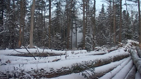 illegal logging from Siberia