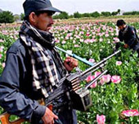 پوليس او کوکنار