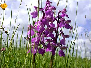 Kent Downs c/o  West Kent Downs Countryside Trust