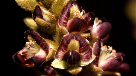 Tabaroa catingicola (Foto: L.P. Queiroz)