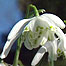 Wilderness Index (Image: Snowdrops)