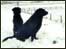 Two dogs in the snow