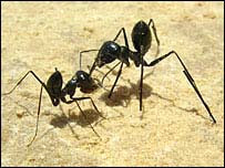 Formigas do Saara