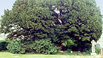 Llangernyw yew tree