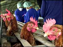 برڈ فلو نامی بیماری نے کئی ملکوں کو اپنی لپیٹ میں لے لیا ہے