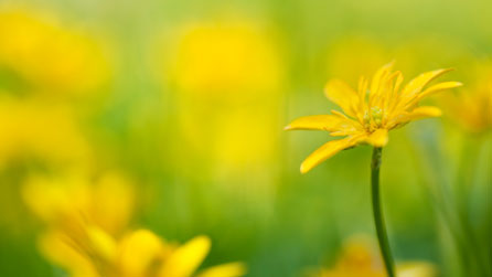 Blodau'r gwanwyn - Llygad Ebrill